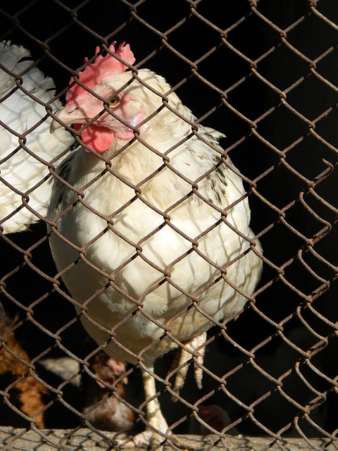 奥格斯堡的 奥格斯堡的